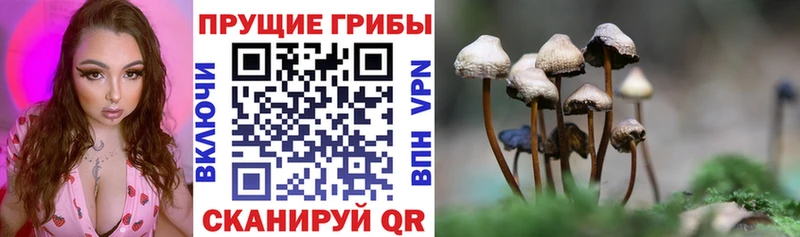 Купить где  Иланский  Псилоцибиновые грибы Psilocybine cubensis 